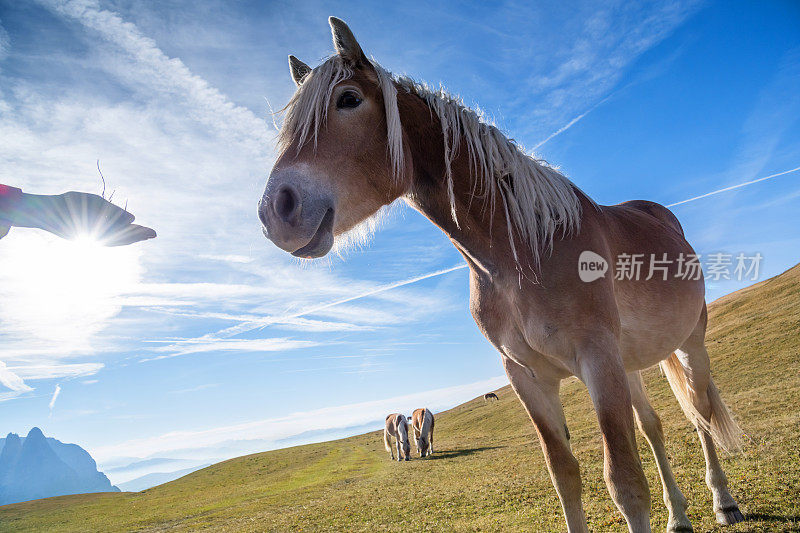 意大利白云石山谷，马快乐地吃草的自然景观