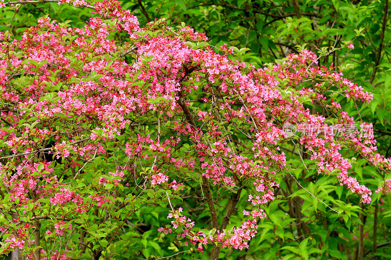 锦带花:花