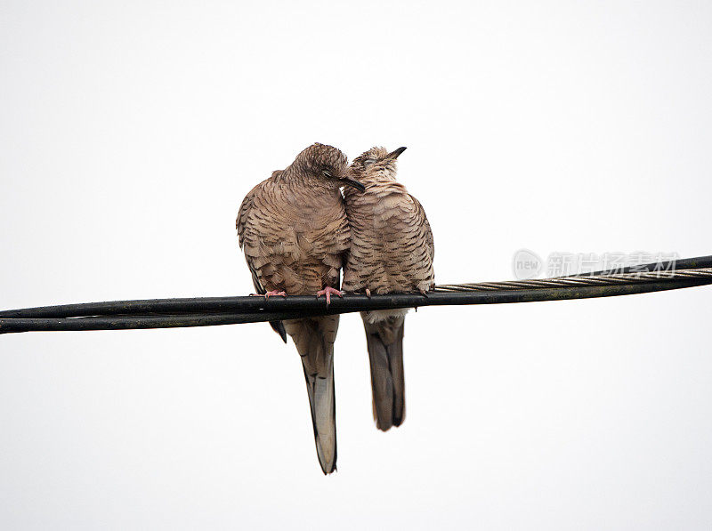 哥斯达黎加，圣胡安娜，印加鸽子在电线上拥抱