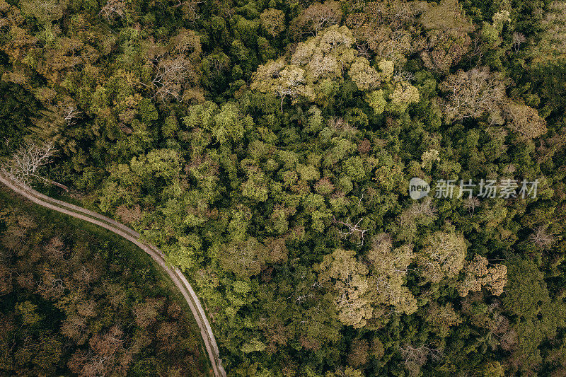 蜿蜒的道路穿过森林