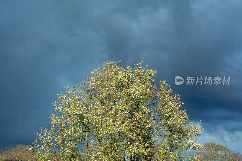 阳光在暴风雨前绽放