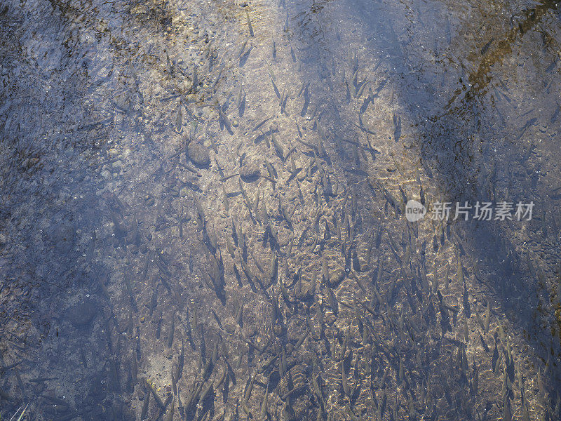 一群鱼顺流而下