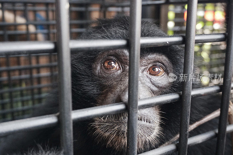 Siamang或黑毛长臂猿在笼子里看起来很可怜-资料照片