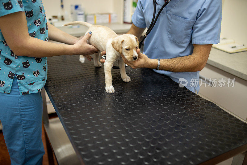 一只拉布拉多犬正在接受兽医的检查