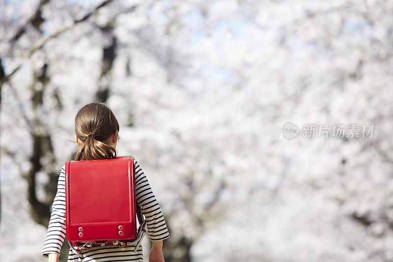 一个小学女孩走在路边的樱花树后视图