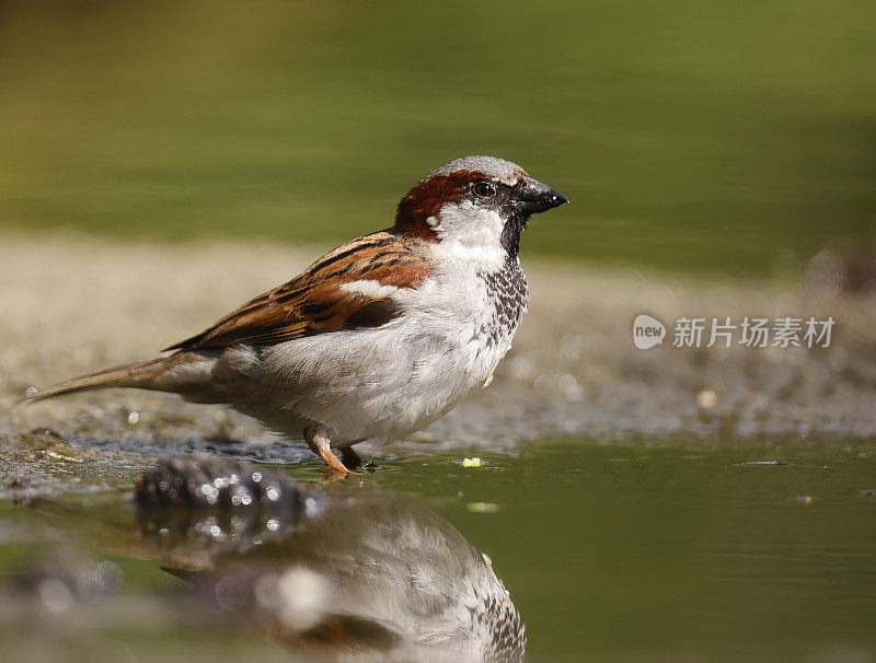 家雀(家雀)雄性