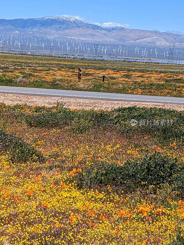 2023年4月初，羚羊谷罂粟保护区和加州兰开斯特附近的加州罂粟