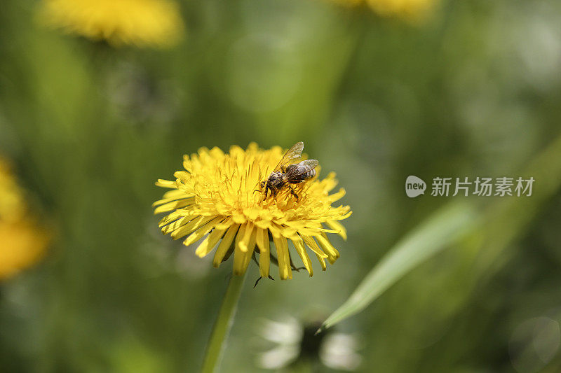 在蒲公英上蜜蜂