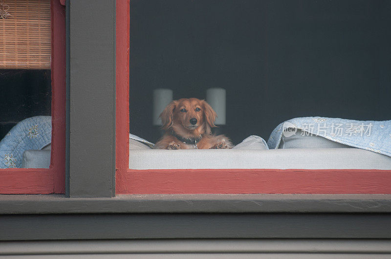 窗户里的狗