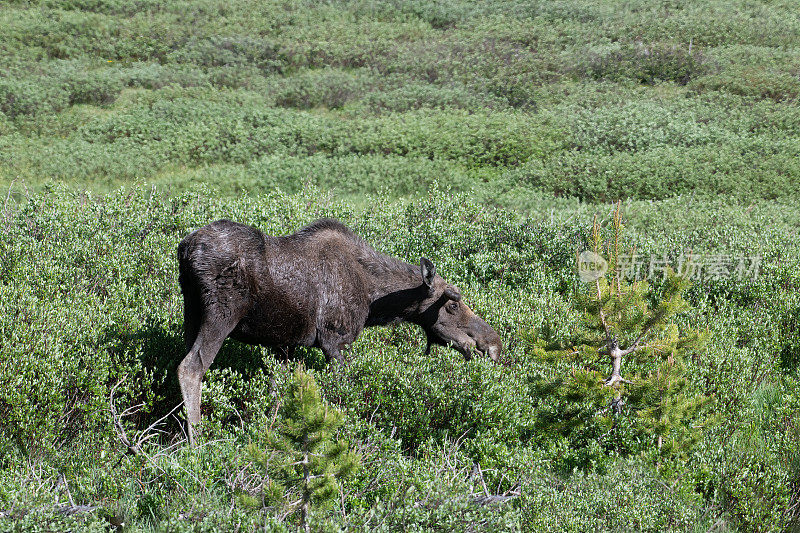在美国科罗拉多州落基山国家公园北部的高山草地上吃草的牛驼鹿