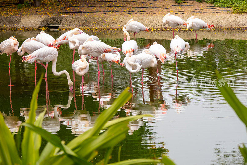 一群白色和粉红色的火烈鸟在飞行后停留在湖面上，一群鸟在水中反射