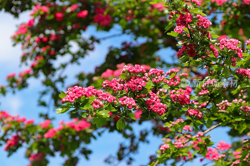 山楂花