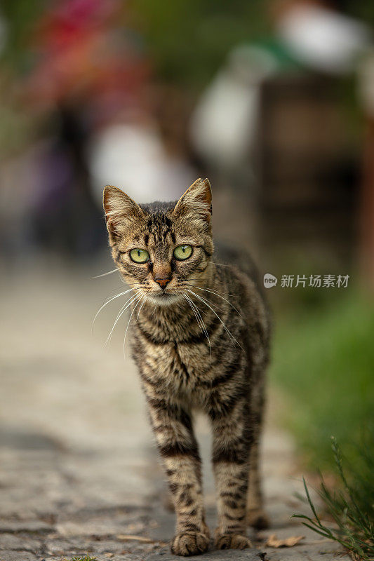 虎斑流浪猫在看镜头。