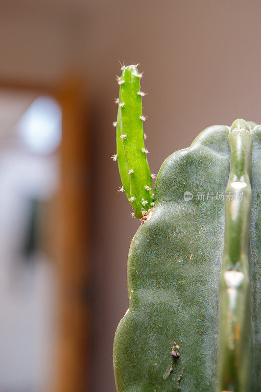 小仙人掌长成大仙人掌的细节