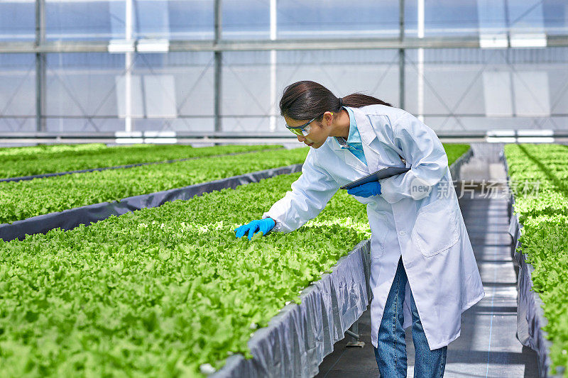 一位亚洲女研究员在水培温室检查植物的侧视图