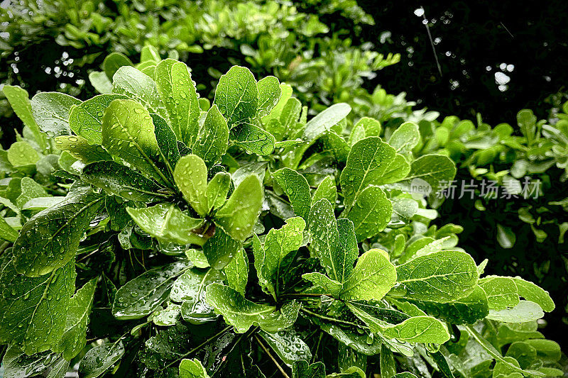 雨水落在绿叶上