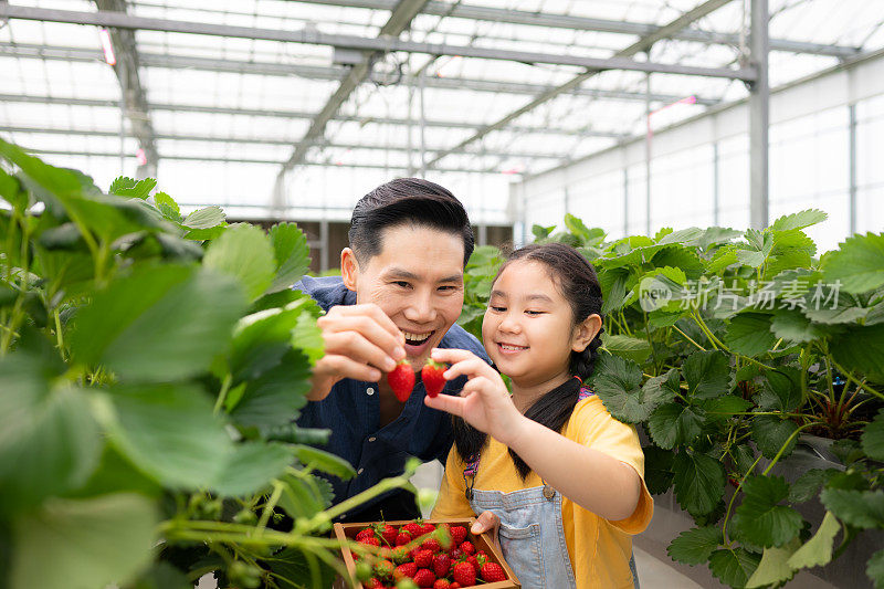 一对父女参观一个封闭农场的有机草莓园。一起摘草莓玩得开心。