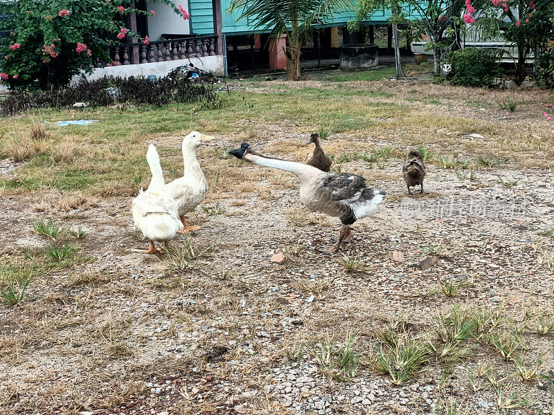 鸭子、鹅和小鹅在乡间别墅的院子里