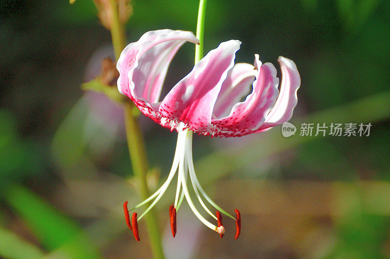 日本百合:精致的百合，有芳香的垂花