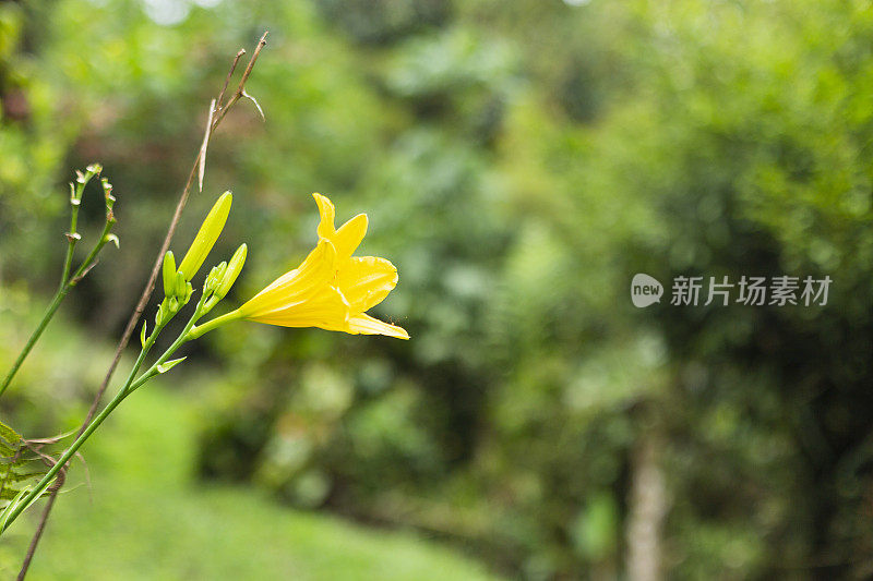 美丽的热带植被花园与棕榈叶，郁郁葱葱的绿叶在一个绿色的野生丛林，热带雨林背景概念为壁纸，美丽在大自然