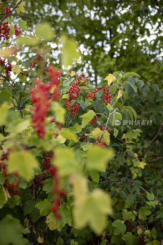 红醋栗灌木夏天