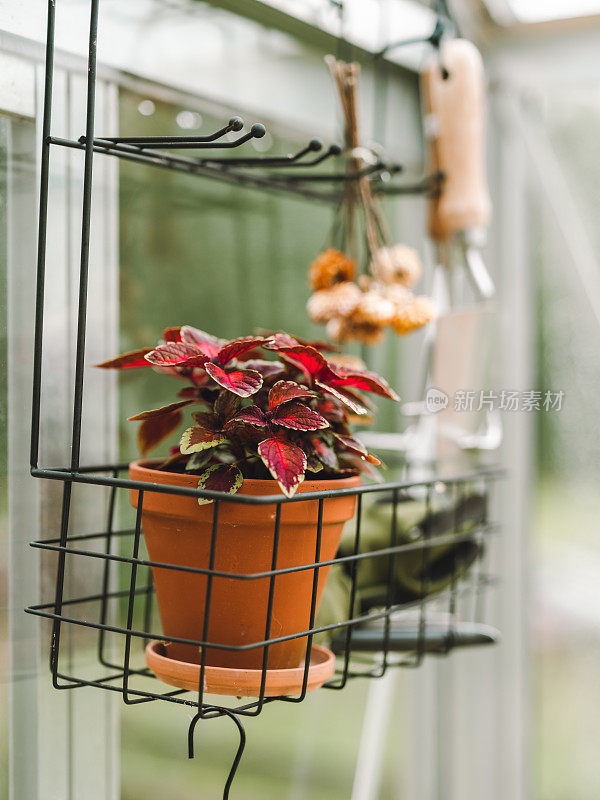 用园艺工具和手套拍摄的悬挂在温室里的小颜色植物特写