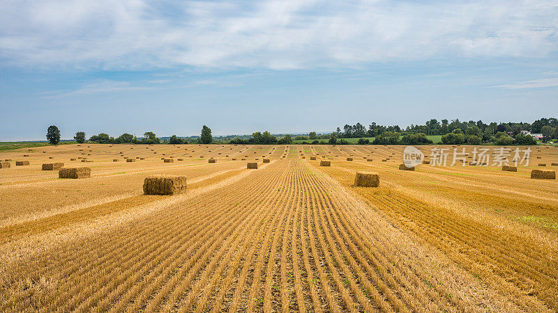 加拿大的农田——八月多云的天空下，一捆捆干草收割的麦田