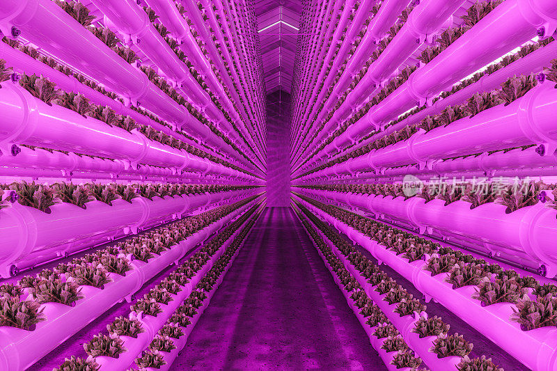 垂直水培植物系统与栽培生菜和Led灯