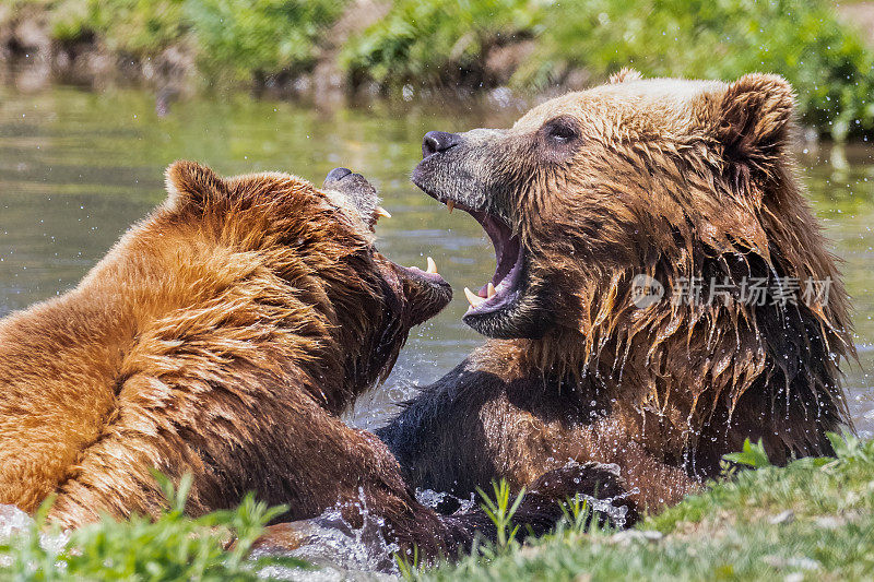 两只科迪亚克熊在池塘里打架