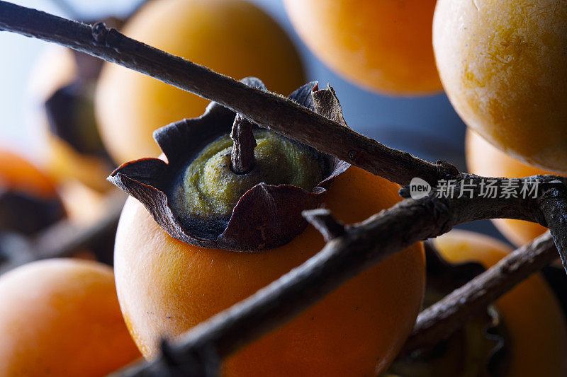秋天，日本的橘子柿子在树枝上成熟
