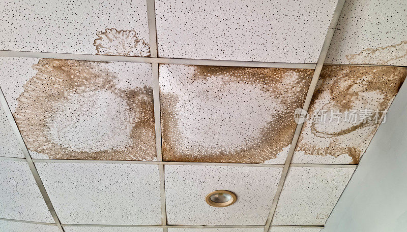 霉菌菌落在建筑物内生长