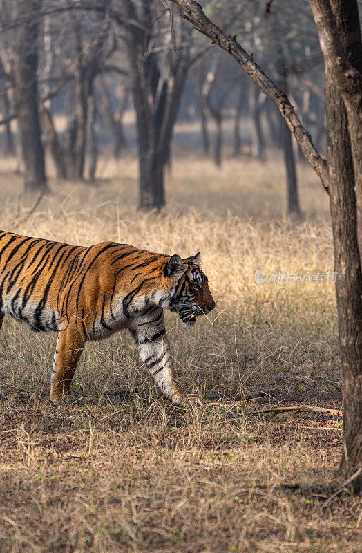 在印度拉贾斯坦邦的Ranthambore国家公园，野生威严的雌性孟加拉虎