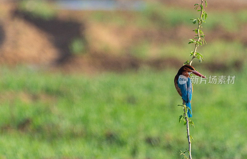 野生白喉翠鸟在戏剧性的巨石覆盖的景观在贾瓦伊地区拉贾斯坦邦，印度亚洲