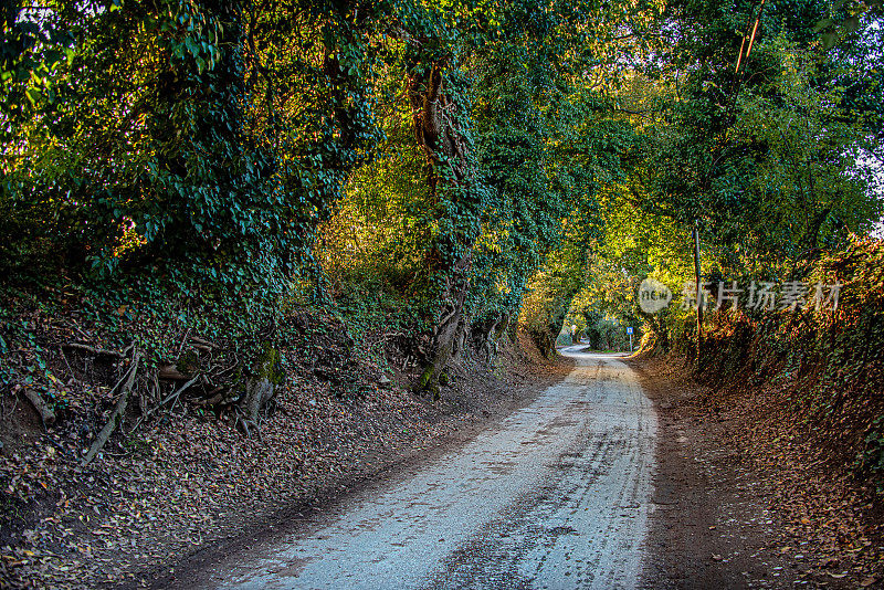 Muğla和Ortaköy之间的树形隧道道路