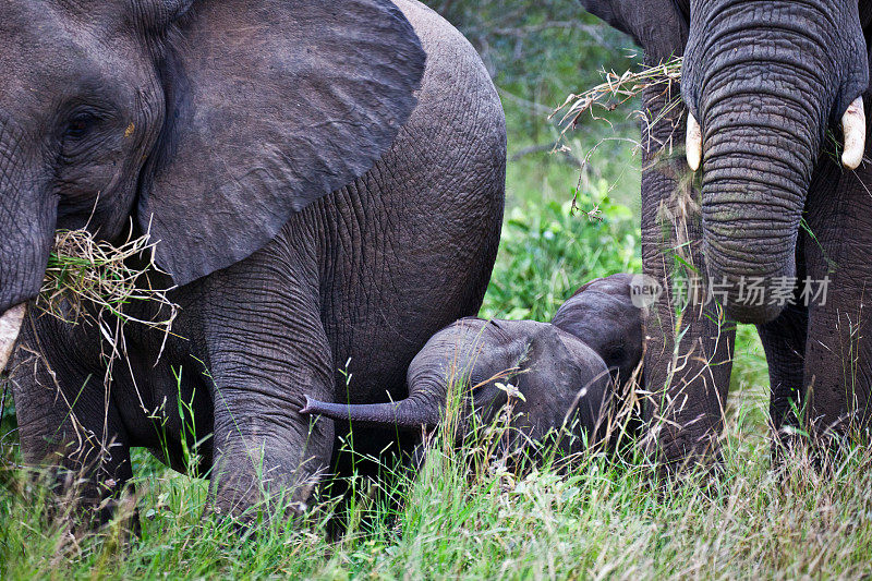 快乐的小非洲象被象群保护着
