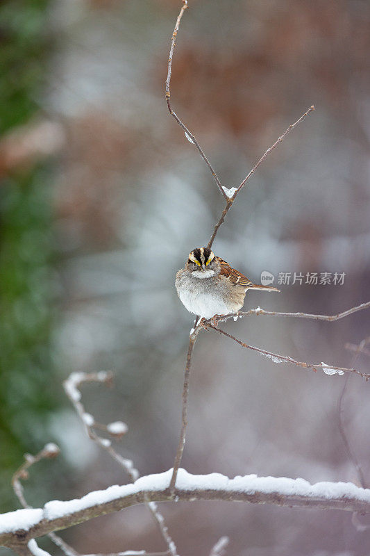 白喉麻雀栖息在白雪皑皑的树枝上