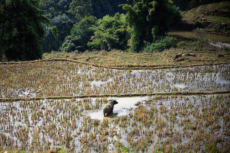 越南北部沙巴稻田里的水牛