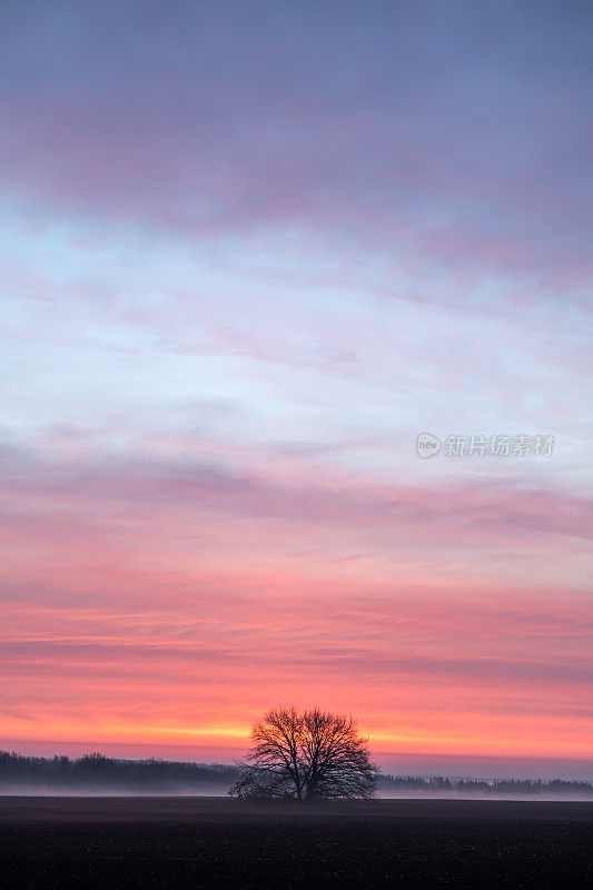 田野里的一棵孤独的树，映衬着美丽的天空，旭日的光芒映着火红的云彩。