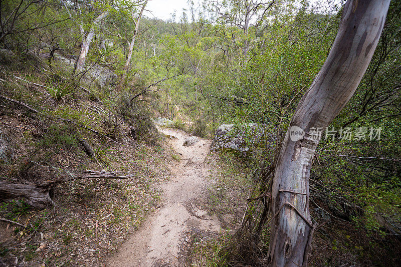 一条崎岖不平的土路蜿蜒穿过一片崎岖不平的森林