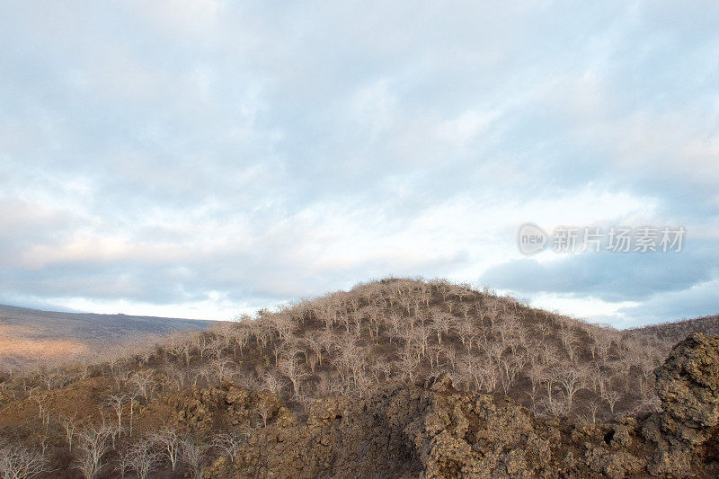 塔古斯湾火山顶上，加拉帕戈斯群岛5号