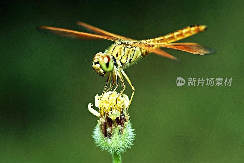 蜻蜓在野花。