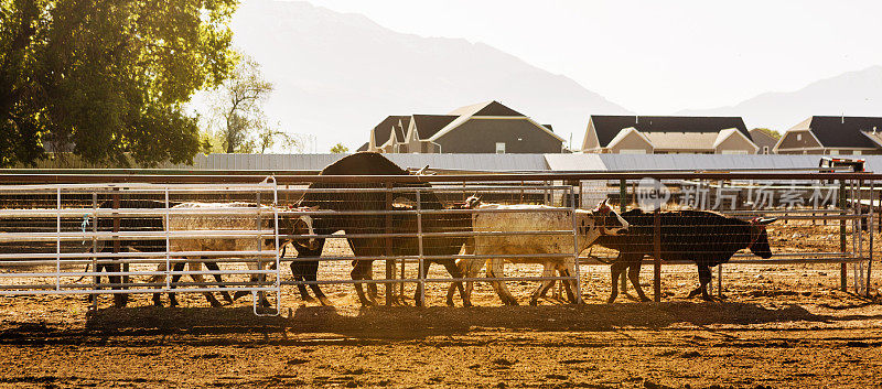 在美国犹他州盐湖城的牧场牧场放牧牛、牛、小牛肉