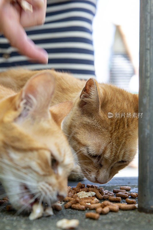 猫吃食物