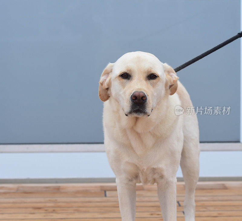 甲板上的拉布拉多寻回犬