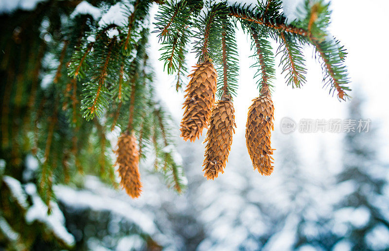 雪中的冷杉枝