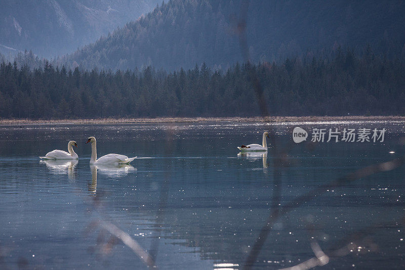 意大利加尔达湖——一只天鹅游进湖中