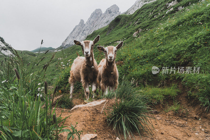 瑞士阿尔卑斯山牧场上的羊