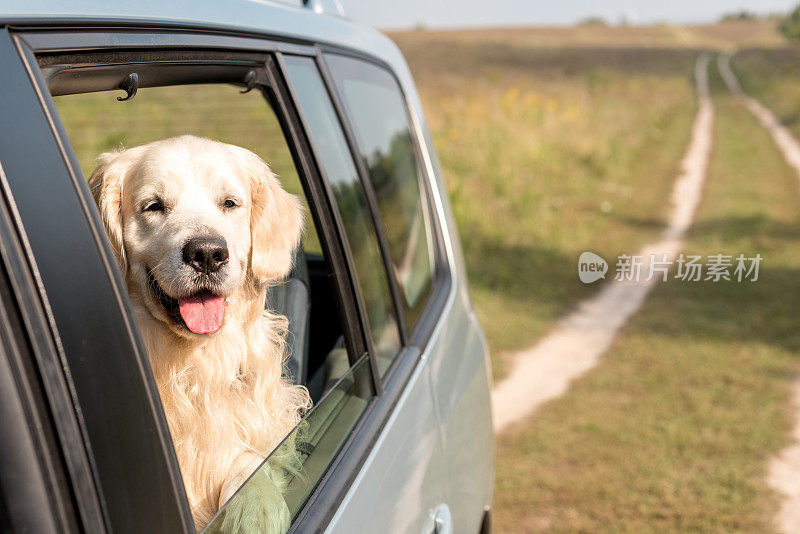 一只金毛猎犬从车窗向外看