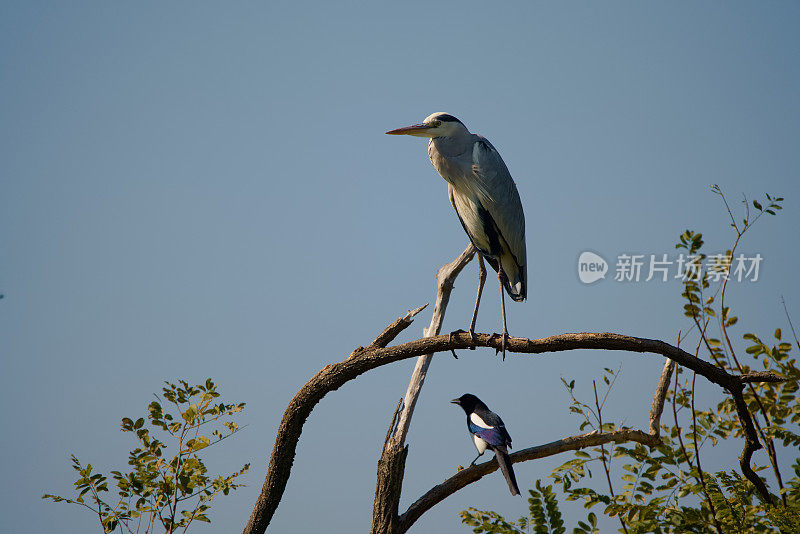 苍鹭和喜鹊