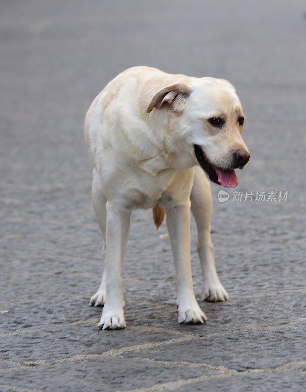 西西里的拉布拉多寻回犬